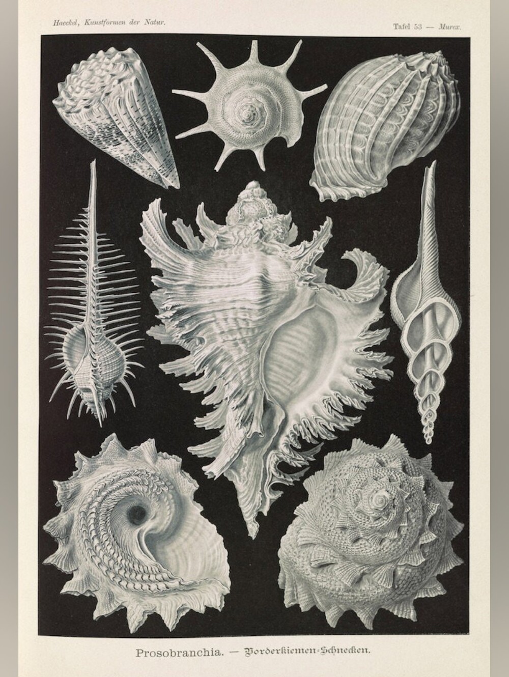 Vintage Shell Illustration Wall Art Print - Black & White